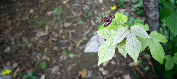 Close-up of insect on leaf