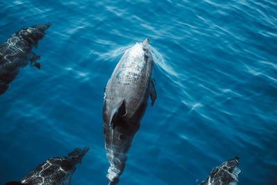 Spotted dolphins, stenella frontalis, in crystal clear madeira island waters