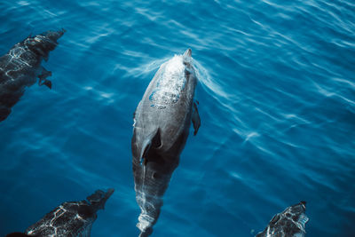 High angle view of fish in sea