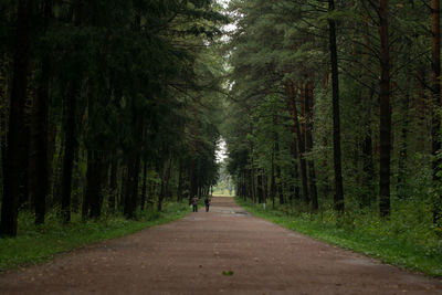 Dirt road amidst trees in forest