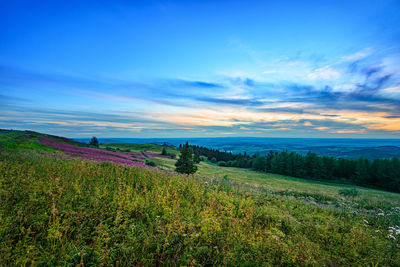 Scenic view of field against sky during sunset