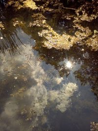 Reflection of trees in water