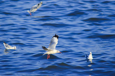 Seagulls flying over sea