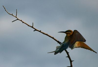 Low angle view of bird perching on branch against clear sky