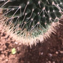 Close-up of cactus growing on field