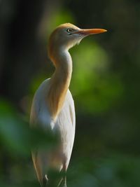 Close-up of bird