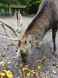 High angle view of deer on land