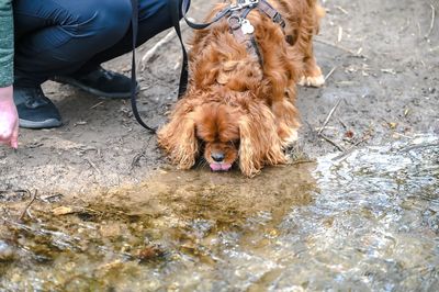 Man with dog by water