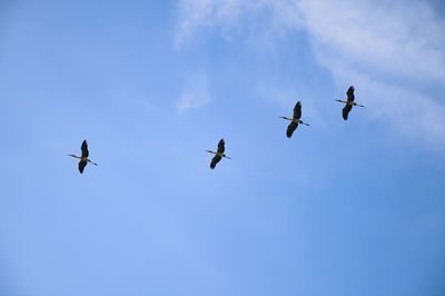 Low angle view of birds flying in sky