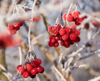 Close-up of berries growing on tree during winter