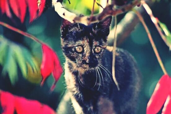 one animal, animal themes, pets, domestic animals, domestic cat, cat, mammal, whisker, close-up, looking at camera, portrait, feline, red, focus on foreground, selective focus, animal head, animal eye, no people, indoors, black color