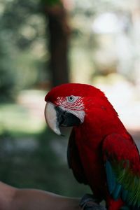 Close-up of parrot