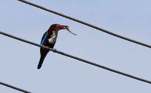Low angle view of birds perching on railing