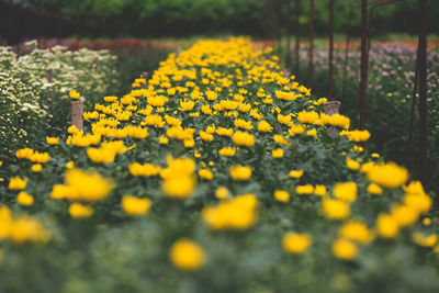 Close-up of yellow flowering plant on field