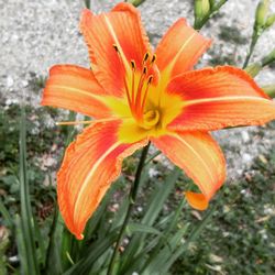 Close-up of orange flower