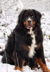 Portrait of dog sitting on snow field