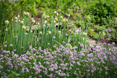 Close-up of fresh purple flowers in field