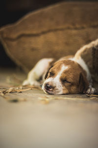 Close-up of dog sleeping