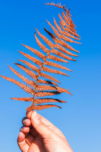 Low angle view of hand holding leaf against clear blue sky