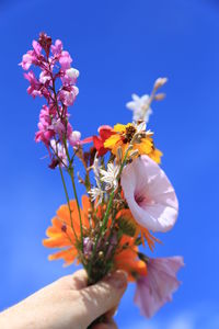 Close-up of insect on purple flower