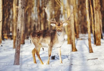 Deer on snow covered land