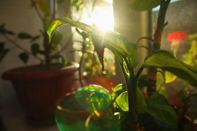 green