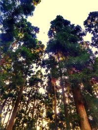 Low angle view of trees in forest