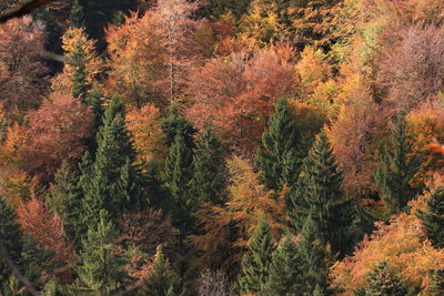 Pine trees in forest during autumn