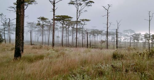 Trees on field against sky