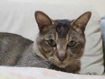 Close-up portrait of cat