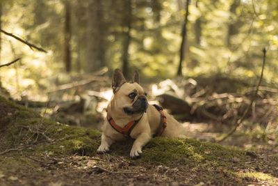 Dog in forest