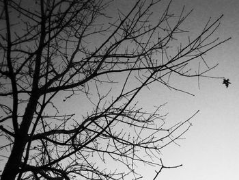 Low angle view of bare trees against sky