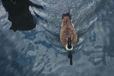 High angle view of canada goose swimming in lake