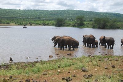 Elephants in shallow water at lake