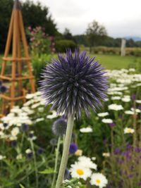 Close-up of dandelion flower
