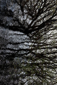 Bare trees against sky