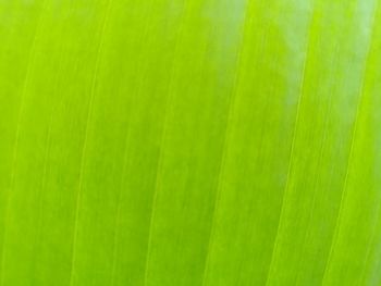 Full frame shot of green leaf