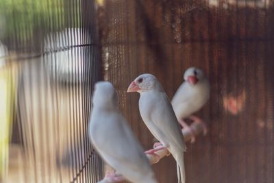 View of birds in cage