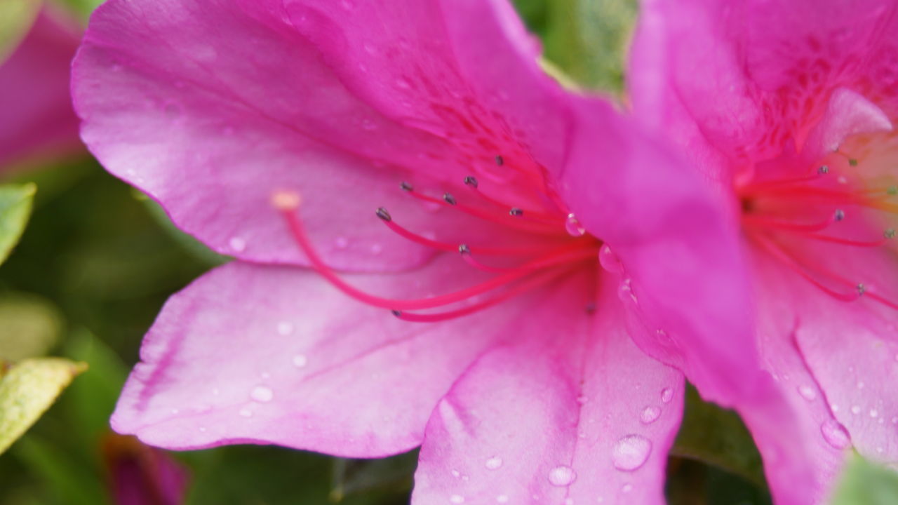 CLOSE-UP OF RAINDROPS ON PINK FLOWER