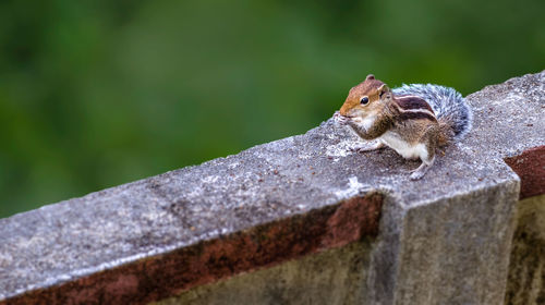 Close-up of squirrel on retaining wall
