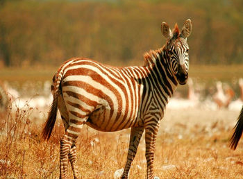 Zebras standing on grass