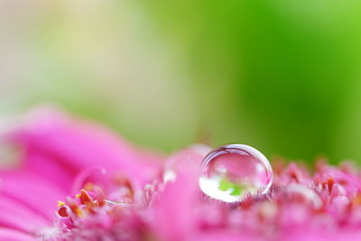 Close-up of flowers against blurred background