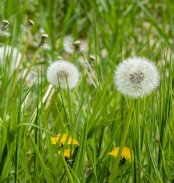 Close-up of dandelion on field