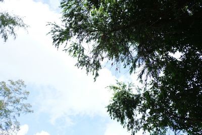 Low angle view of trees against sky