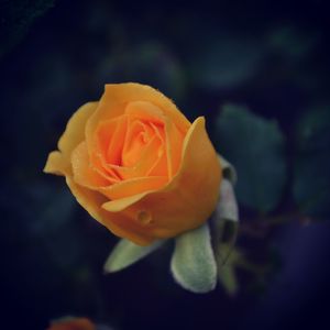 Close-up of flower blooming outdoors