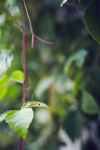 Close-up of damselfly on plant