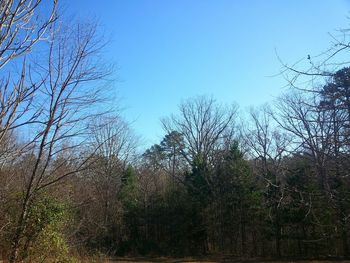 Bare trees against clear blue sky