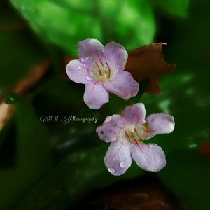 Close-up of flower against blurred background