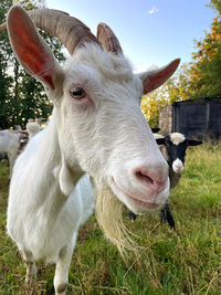 Close-up portrait of a sheep on field