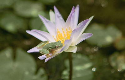 Close-up of frog on flower